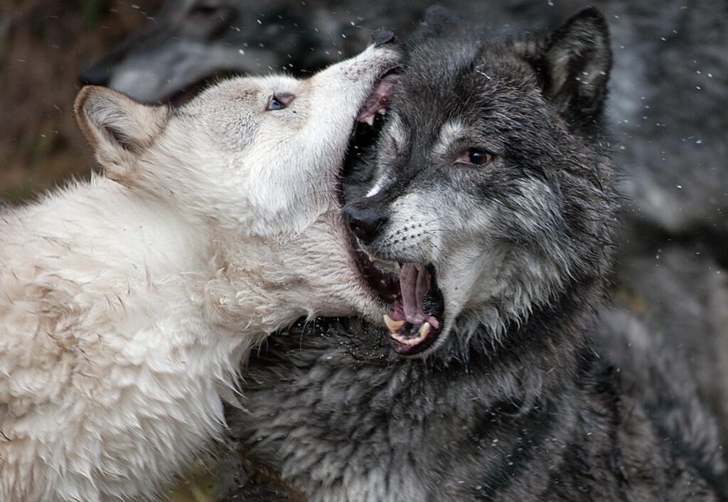 two wolves fighting 1