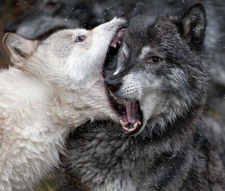 two wolves fighting